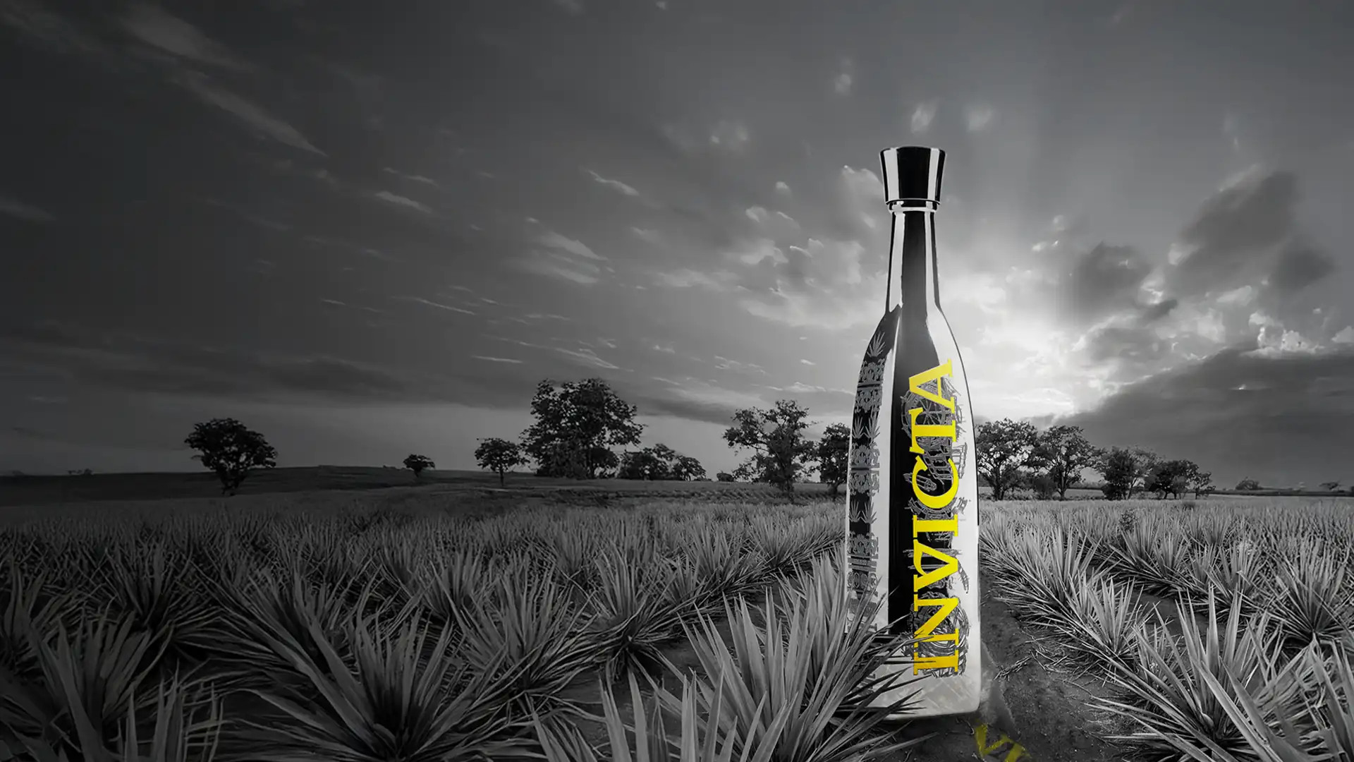 INVICTA X CASA MAESTRI
LIMITED EDITION TEQUILA