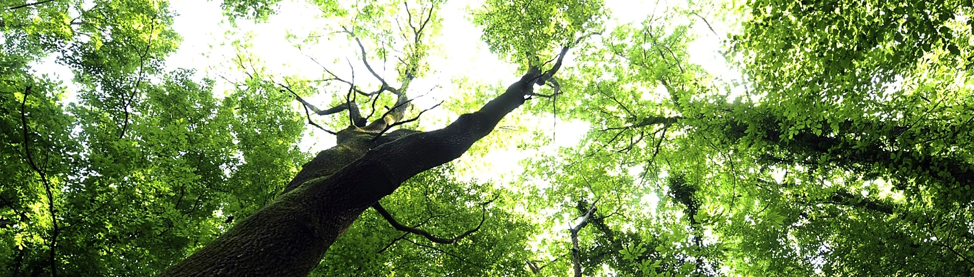 sustainability-banner-2